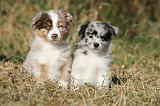 BERGER AUSTRALIEN PUPPIES 216